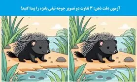تست هوش/ 3 تفاوت دو عکس جوجه تیغی را پیدا کنید!