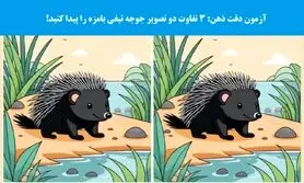 تست هوش/ 3 تفاوت دو عکس جوجه تیغی را پیدا کنید!