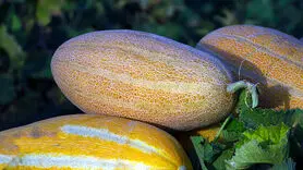  این میوه تابستانی سنگ کلیه را خرد و خاکشیر می کند 