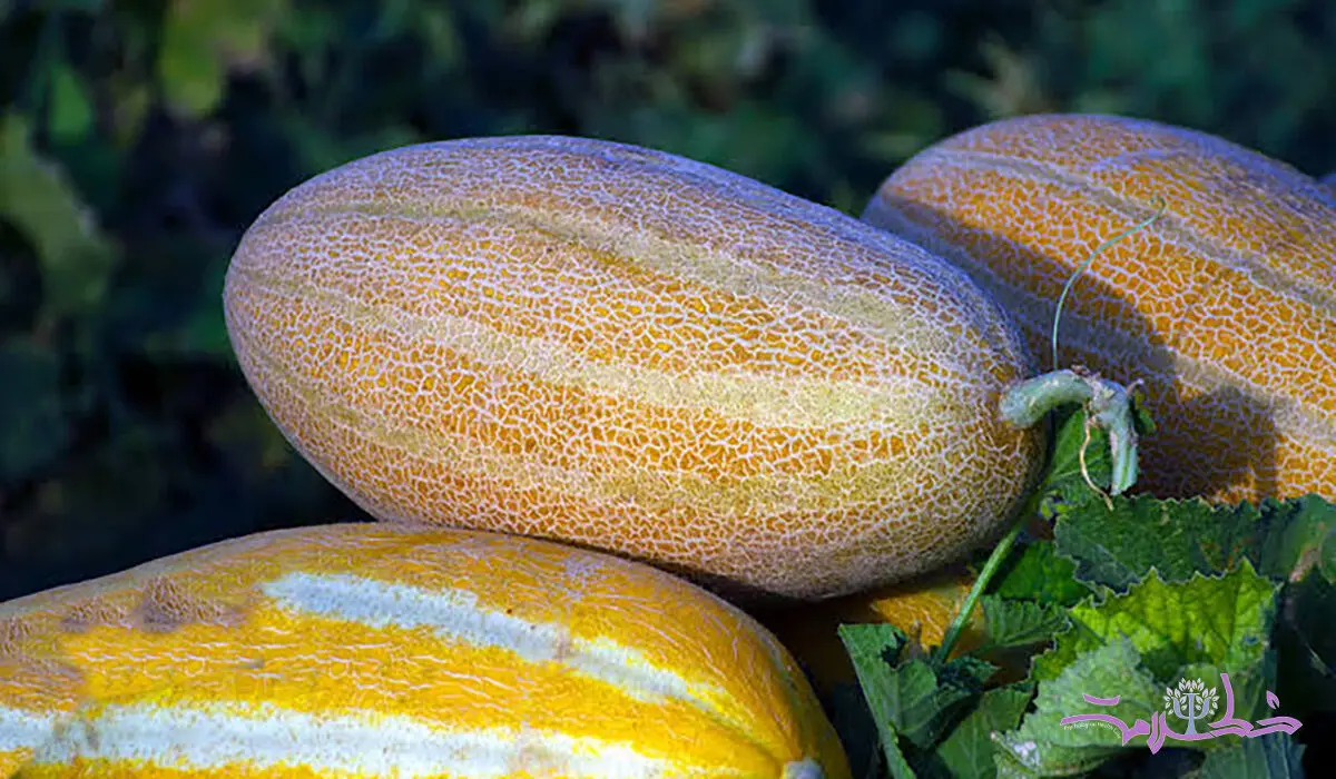  این میوه تابستانی سنگ کلیه را خرد و خاکشیر می کند 