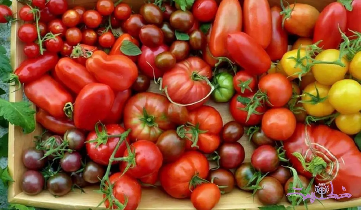 انواع گوجه فرنگی و کاربردهای هر کدام در آشپزی