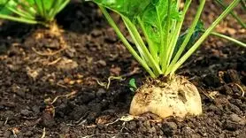 خواص بی‌نظیر این سبزی برای کاهش فشار خون 
