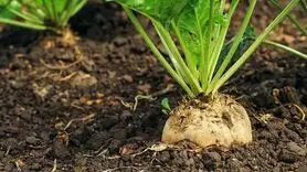 خواص بی‌نظیر این سبزی برای کاهش فشار خون 