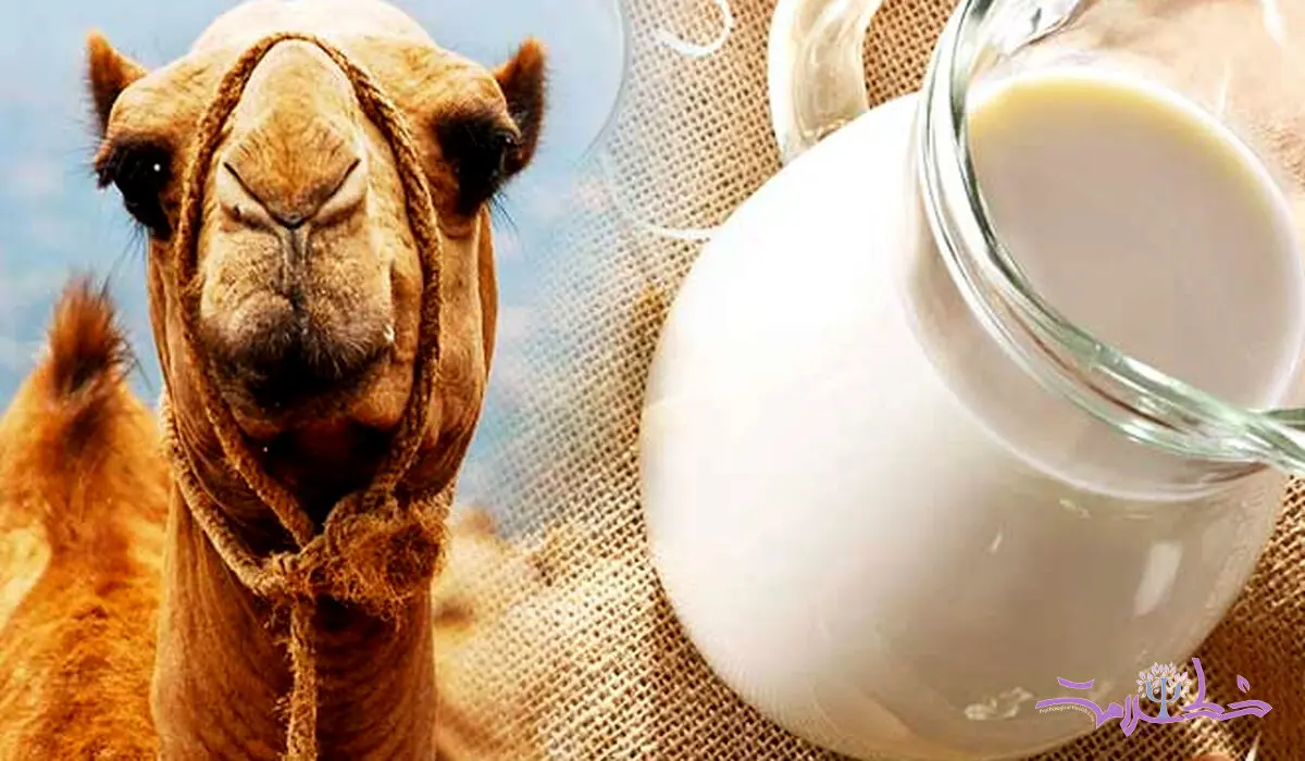 اگر به شیر گاو حساسیت دارید این شیر را جایگزین کنید