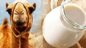 اگر به شیر گاو حساسیت دارید این شیر را جایگزین کنید