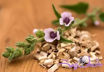 خاصیت دمنوش ریشه مارشمالو برای پوست و گوارش و عفونت