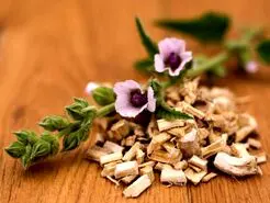 خاصیت دمنوش ریشه مارشمالو برای پوست و گوارش و عفونت