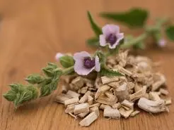 خاصیت دمنوش ریشه مارشمالو برای پوست و گوارش و عفونت