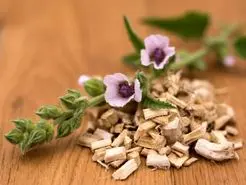 خاصیت دمنوش ریشه مارشمالو برای پوست و گوارش و عفونت