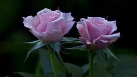 16 سوال طلایی و مهم در رابطه / ببینید کجای رابطه ایستاده اید