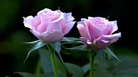 16 سوال طلایی و مهم در رابطه / ببینید کجای رابطه ایستاده اید