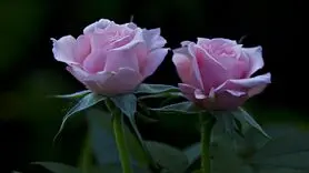 16 سوال طلایی و مهم در رابطه / ببینید کجای رابطه ایستاده اید