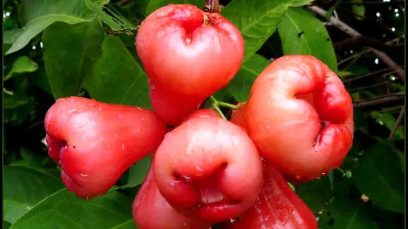 با سیب شمعی کمتر به آنفولانزا و سرماخوردگی مبتلا می شوید + گنجینه‌ای از رنگ و طعم در جنوب شرق آسیا