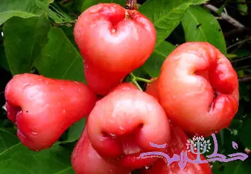 با سیب شمعی کمتر به آنفولانزا و سرماخوردگی مبتلا می شوید + گنجینه‌ای از رنگ و طعم در جنوب شرق آسیا