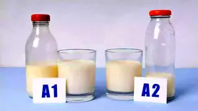 شیر A1 یا A2 کدام یک برای سلامتی بهتر است؟ 