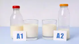 شیر A1 یا A2 کدام یک برای سلامتی بهتر است؟ 