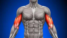 بهترین زمان ورزش کردن برای عضله سازی؛ صبح، ظهر یا شب؟