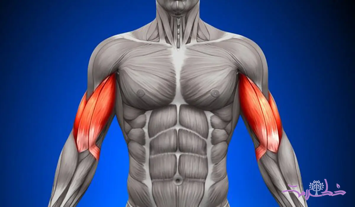 بهترین زمان ورزش کردن برای عضله سازی؛ صبح، ظهر یا شب؟