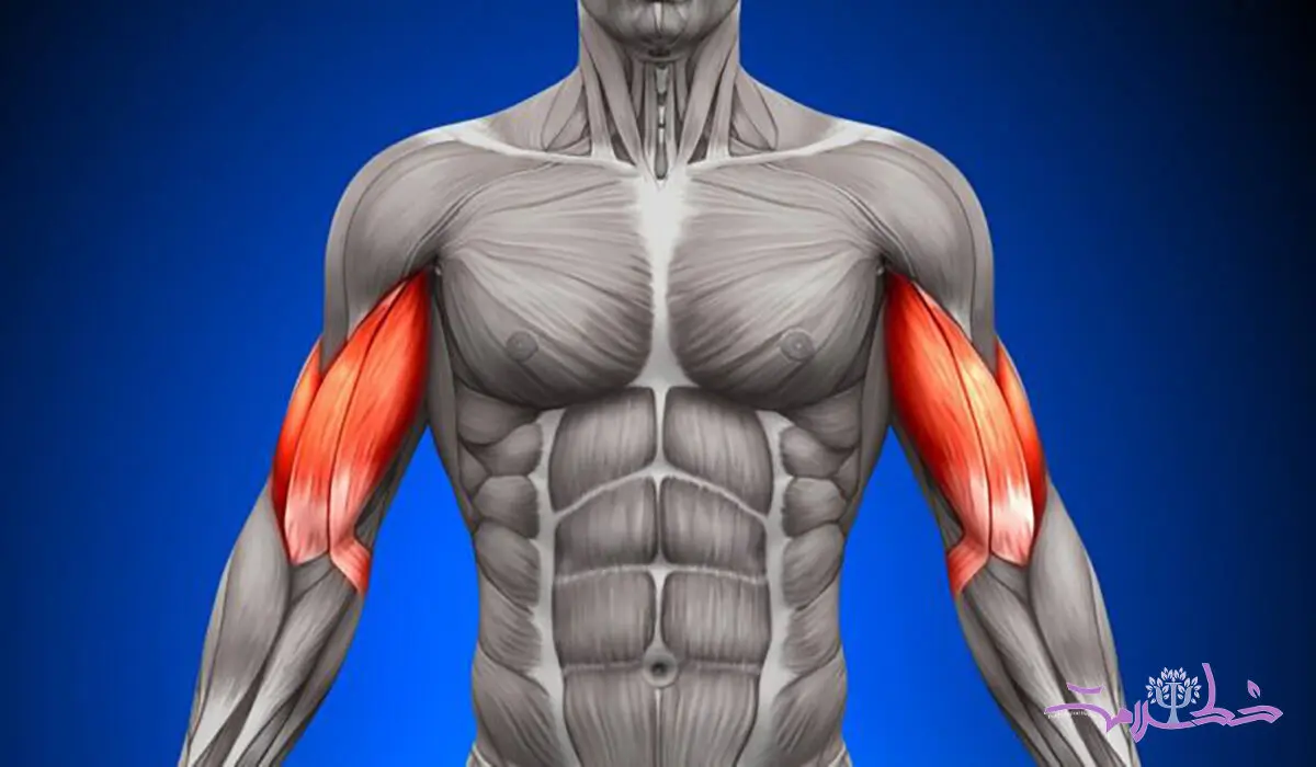 بهترین زمان ورزش کردن برای عضله سازی؛ صبح، ظهر یا شب؟