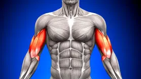 بهترین زمان ورزش کردن برای عضله سازی؛ صبح، ظهر یا شب؟