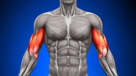 بهترین زمان ورزش کردن برای عضله سازی؛ صبح، ظهر یا شب؟
