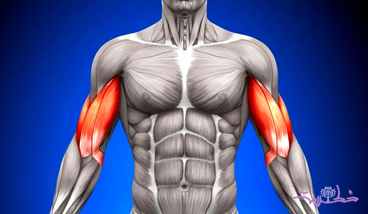 بهترین زمان ورزش کردن برای عضله سازی؛ صبح، ظهر یا شب؟